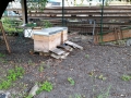 Bienen in der Stadt