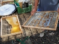 Bienen in der Stadt