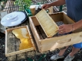 Bienen in der Stadt