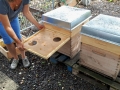 Bienen in der Stadt