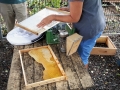 Bienen in der Stadt