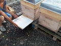 Bienen in der Stadt