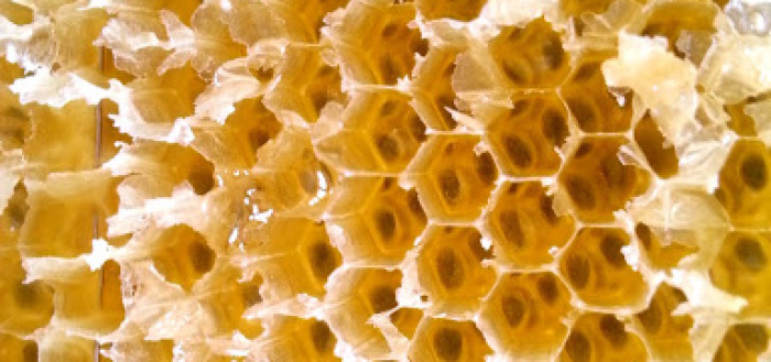 Honig der MONOPOL-Bienen